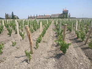 Naturae ecologische wijngaard